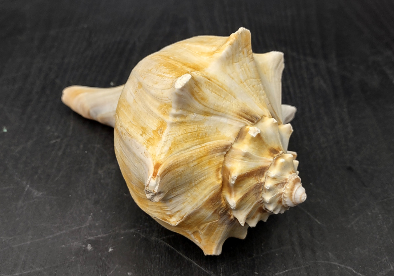 置物 atrantic whelk shell atrantic whelk shell