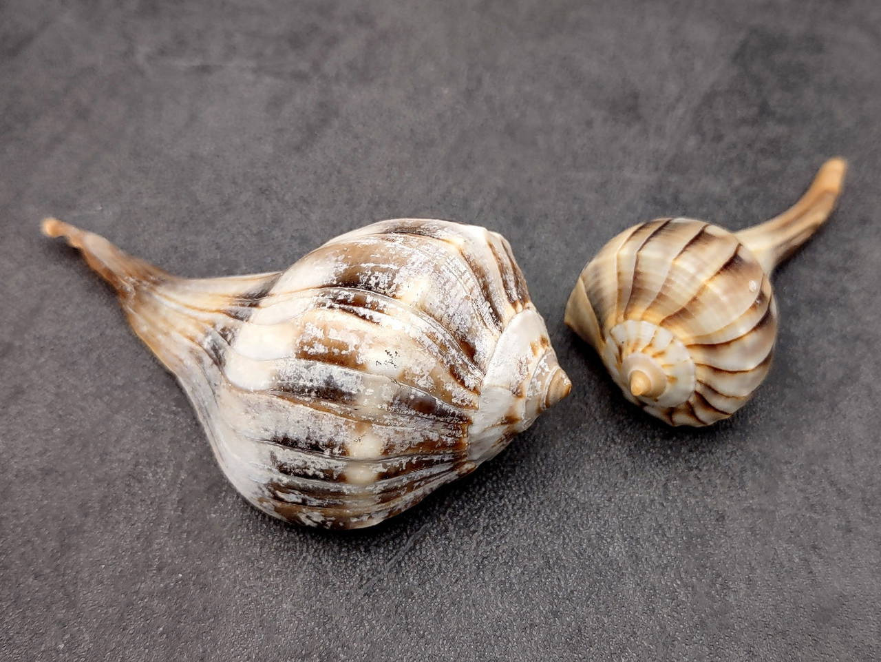 Left Handed Lightning Whelk Seashells Busycon Contrarium (2 shells