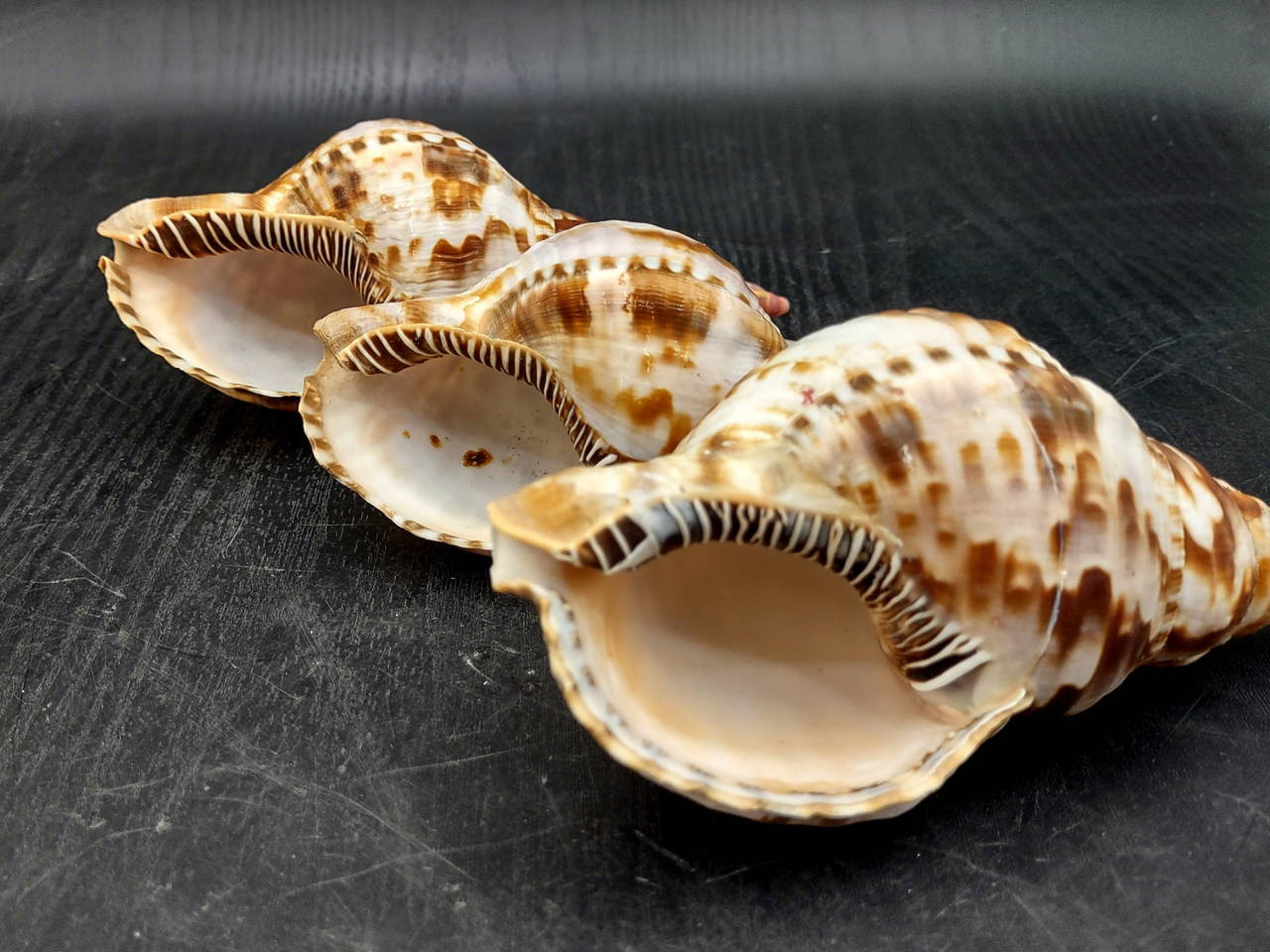 Trition Shell Caribbean Triton Seashell Charonia Tritonis (1 shell approx. 5+ inches ...
