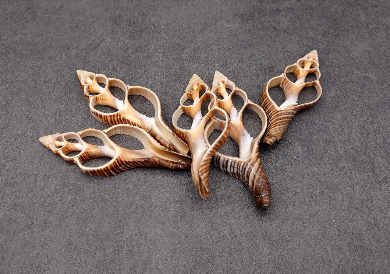 Center Cut Fox Shells (5 shells approx. 2+ inches) Natural seashells ...