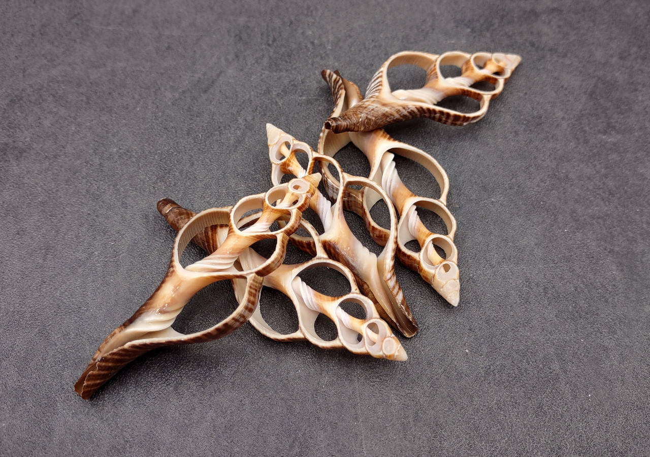 Center Cut Fox Shells (5 shells approx. 2+ inches) Natural seashells ...