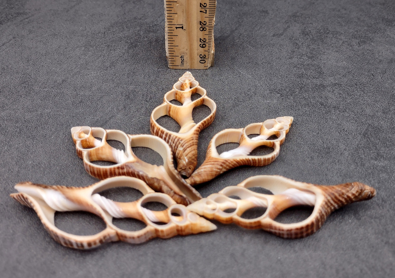 Center Cut Fox Shells (5 shells approx. 2+ inches) Natural seashells ...