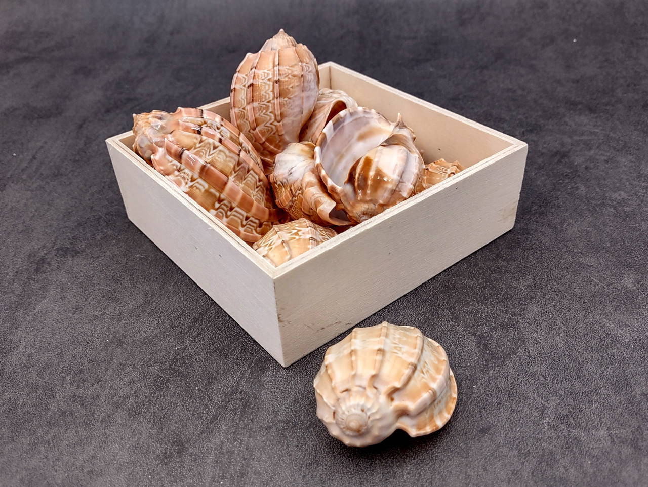 Turtle Shell Harp David Harp Seashells Tan Harpa Davidis (2 shells approx. 2.5+ inches ...