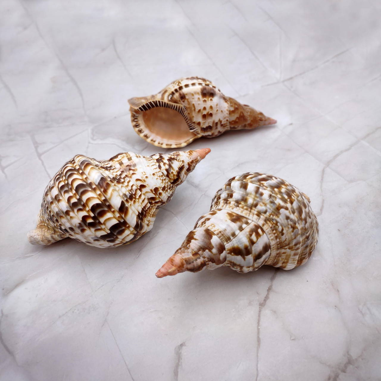 Trition Shell Caribbean Triton Seashell Charonia Tritonis (1 shell approx. 8+ inches ...