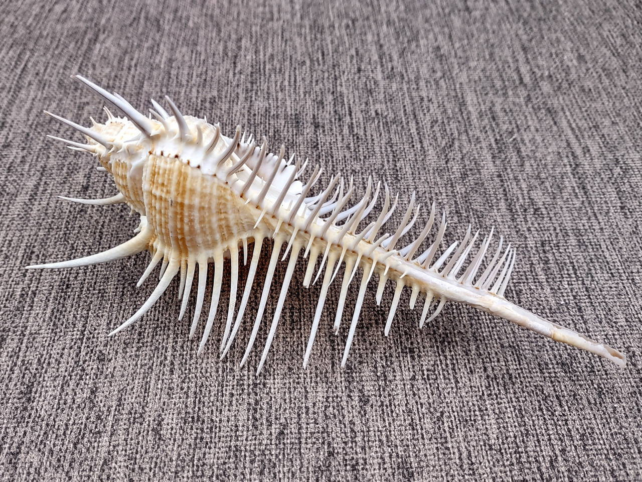 Comb Like Shells Murex Comb Seashell Murex Pecten (1 shell approx. 6+ inches) Special ...