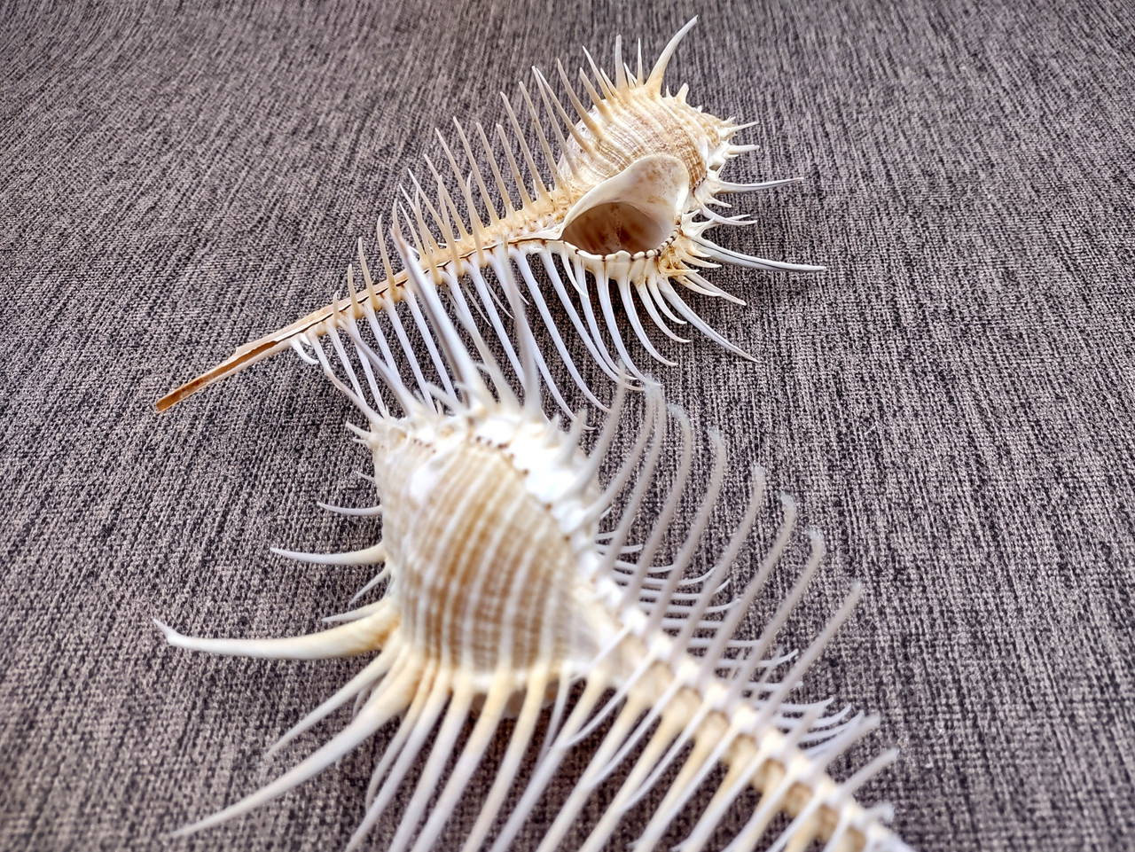 Comb Like Shells Murex Comb Seashell Murex Pecten (1 shell approx. 6+ inches) Special ...