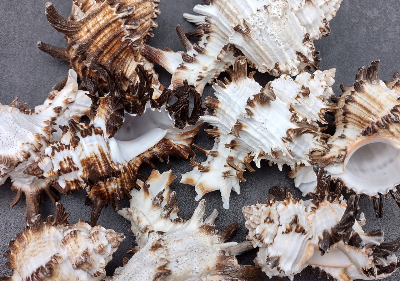 Endive Murex Seashell White and Brown Hexaplex Cichoreum (1 shell ...