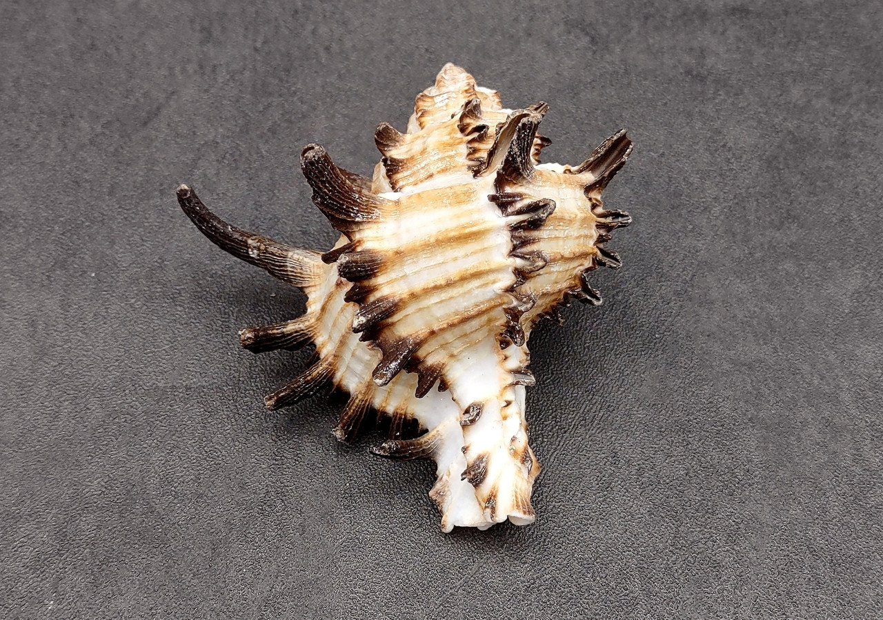 Endive Murex Seashell White and Brown Hexaplex Cichoreum (1 shell ...