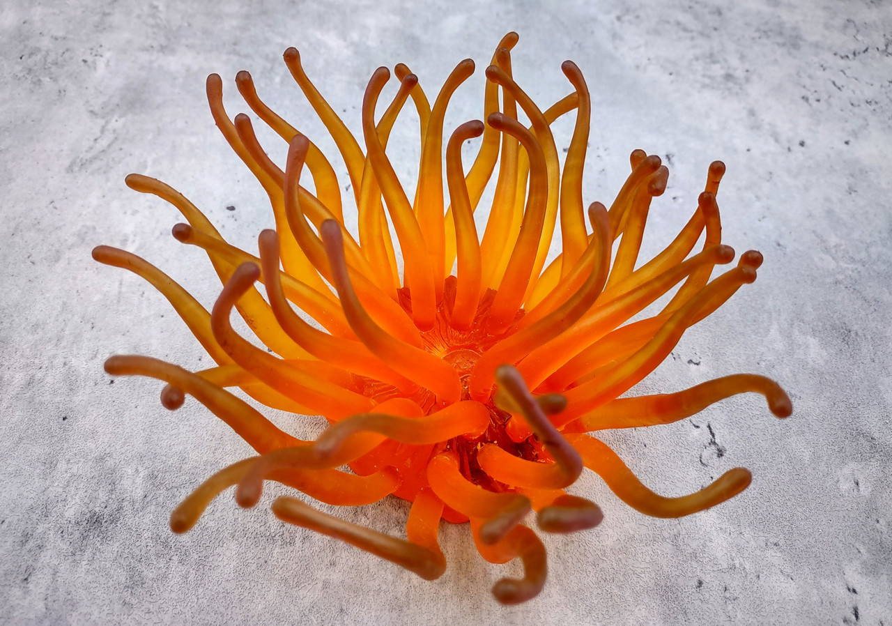 Orange FAUX Anemone Condylactis Gigantea (1 FAKE Anemone approx. 6Wx3Dx6T  inches) Unique coral for any coastal display!