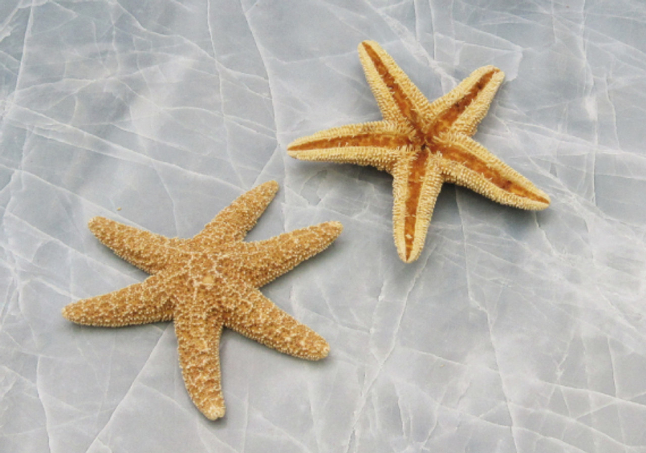 Small Sugar Starfish - Piaster Ochraceus - (2 starfish approx. 2-3 inches)