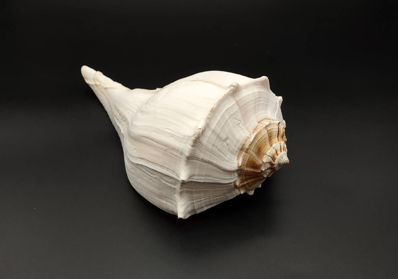 Left Handed Lightning Whelk Seashell Busycon Contrarium (1 shell