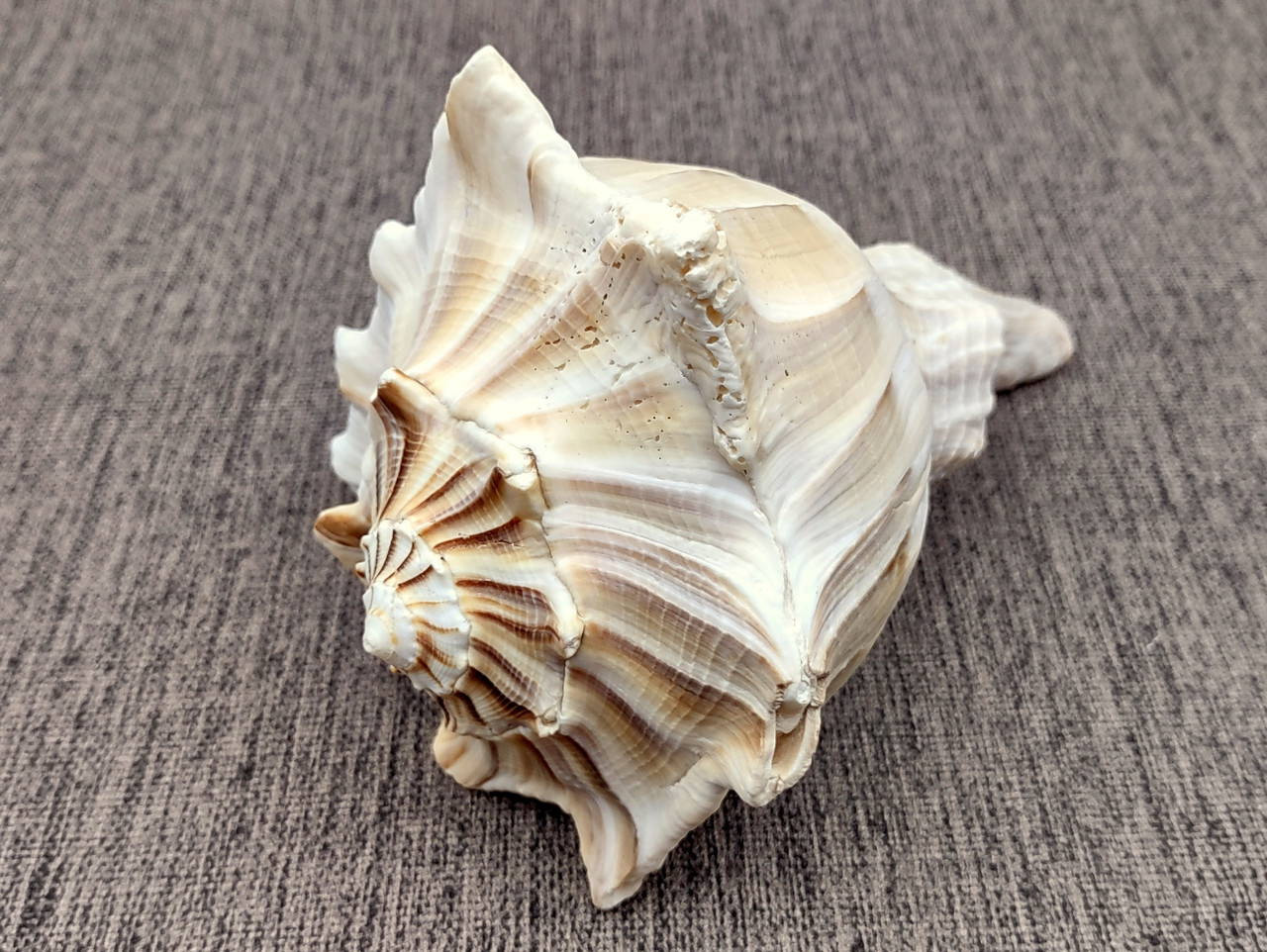 Left Handed Lightning Whelk Seashell Busycon Contrarium (1 shell