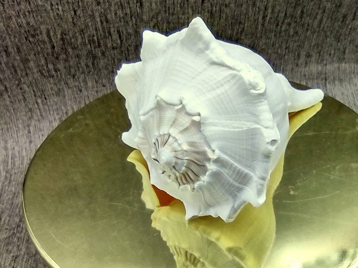 Left Handed Lightning Whelk Seashell Busycon Contrarium (1 shell approx ...