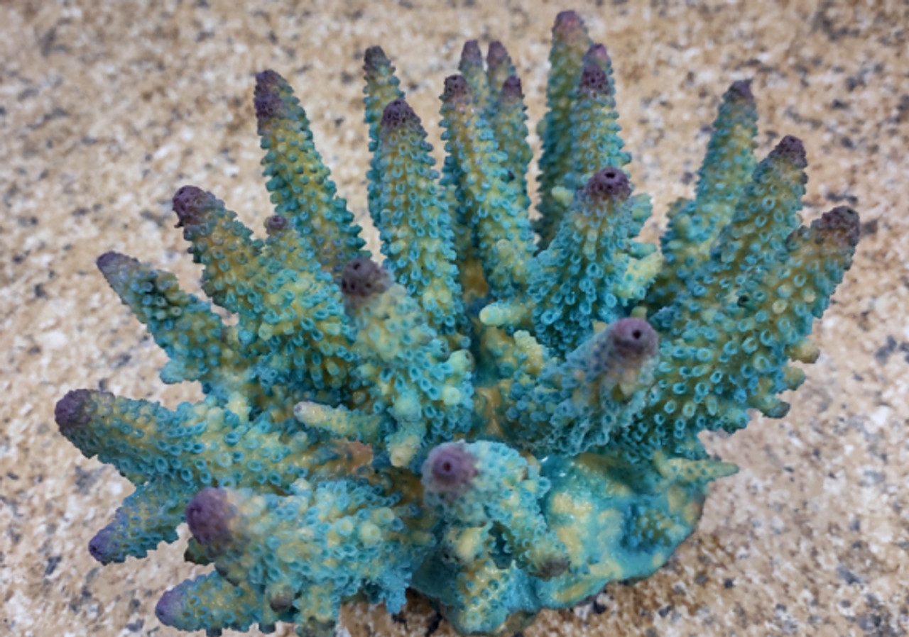 Aqua Blue FAUX Finger Staghorn Coral - Acropora Humilis - (1 FAUX Coral  approx. 6Wx5Tx5D inches)