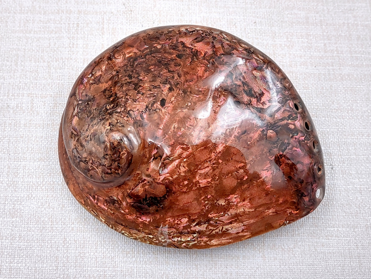 Polished Copper Midas Abalone Seashells Haliotis Midae (1 shell approx ...