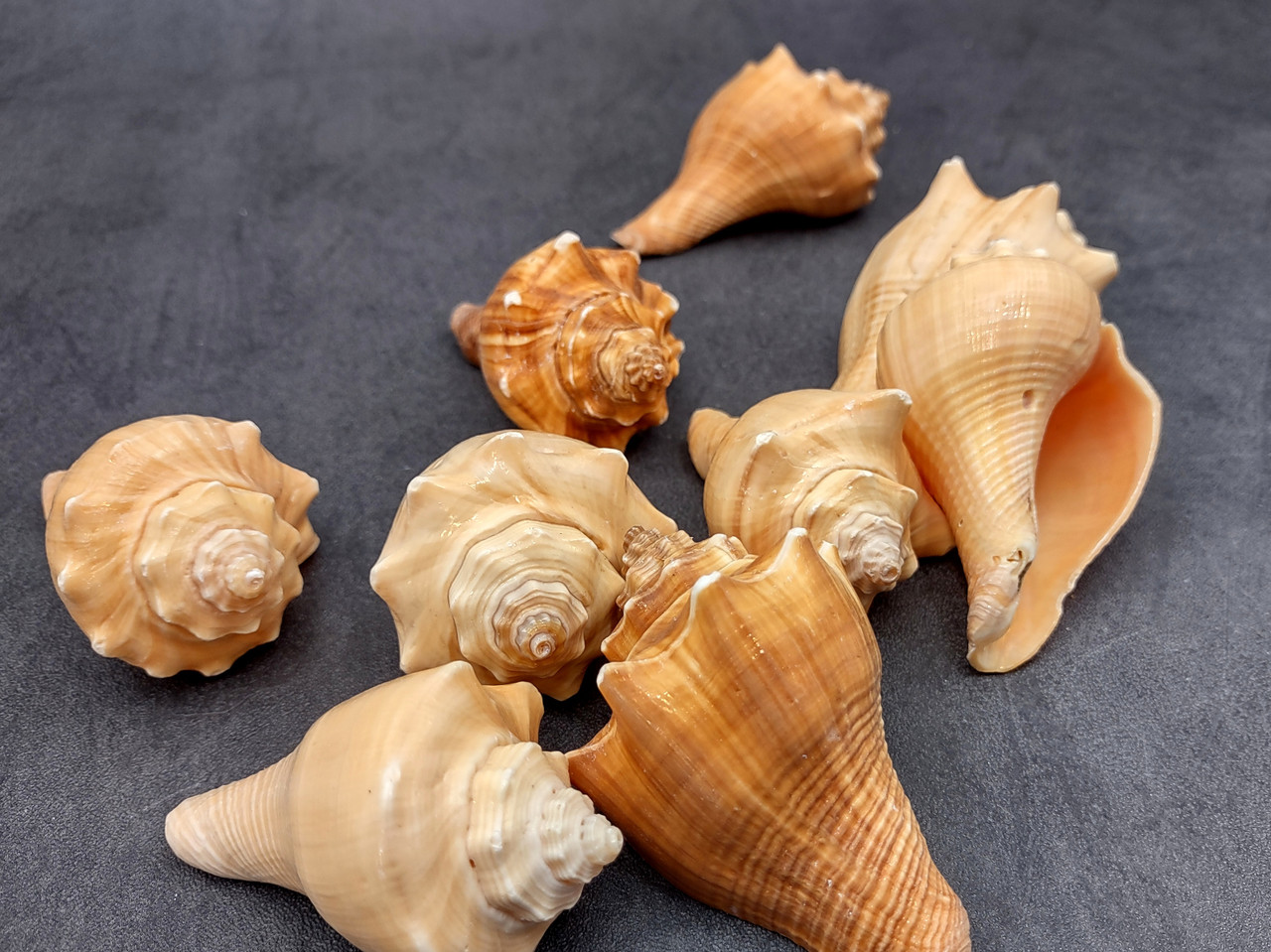 Vole Seashells Pugilina Cochlidium (3 shells approx. 2.5+ inches ...