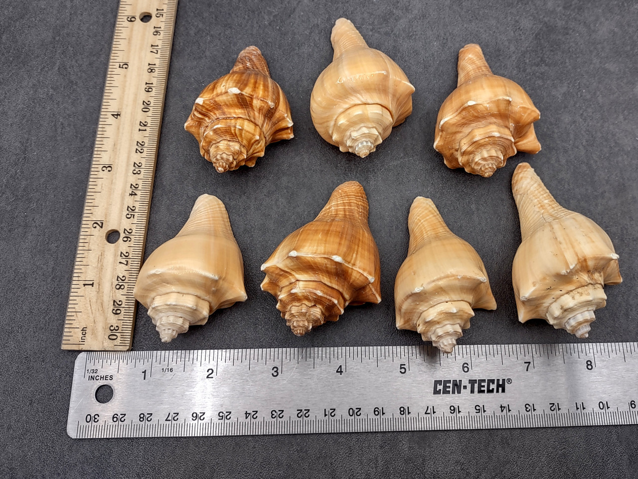 Vole Seashells Pugilina Cochlidium (3 shells approx. 2.5+ inches ...