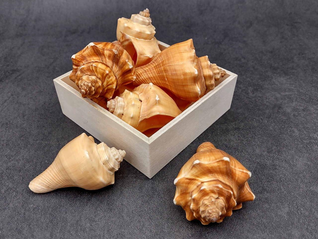 Vole Seashells Pugilina Cochlidium (3 shells approx. 2.5+ inches ...