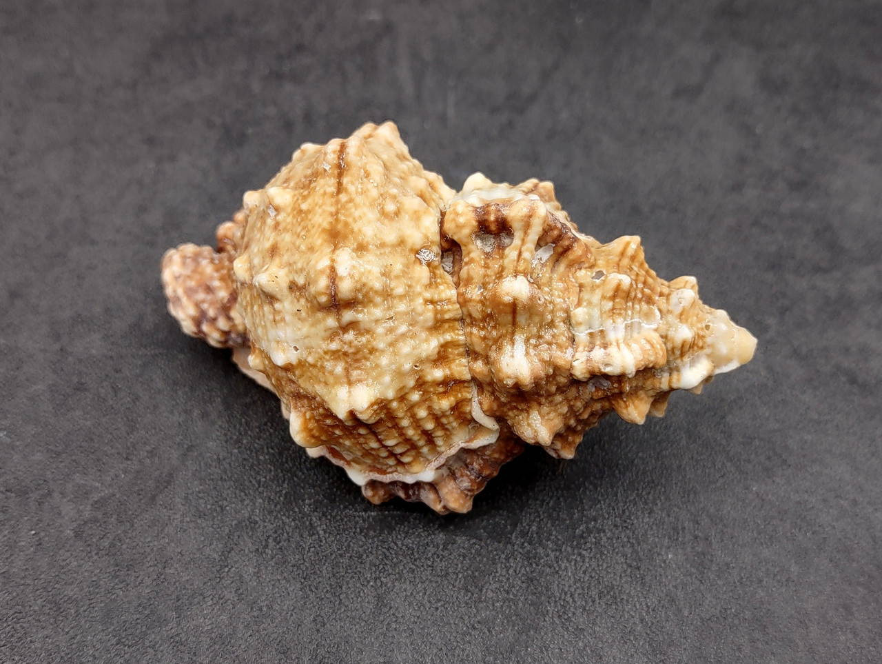 Frog Seashells Bursa Bubo (1 shell approx. 3.5+ inches) Swell