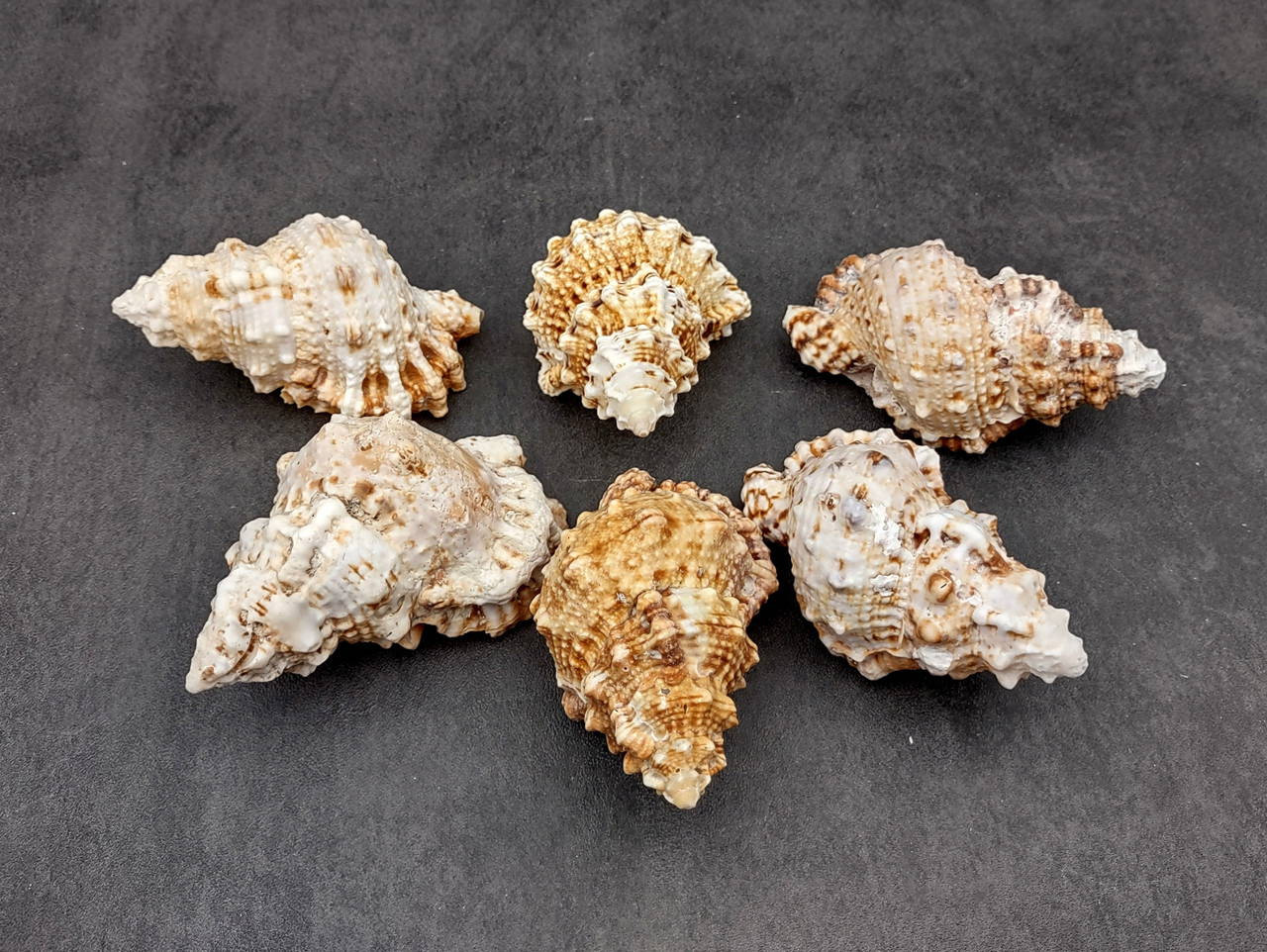 Frog Seashells Bursa Bubo (1 shell approx. 3.5+ inches) Swell shells ...
