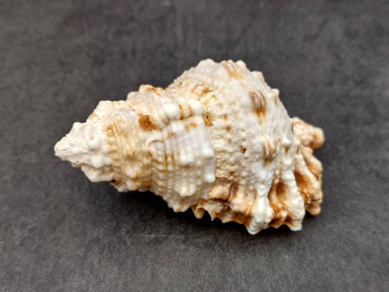 Boo Boo Shells Frog Seashells Bursa Bubo (1 shell approx. 3.5+ inches) Swell shells ...