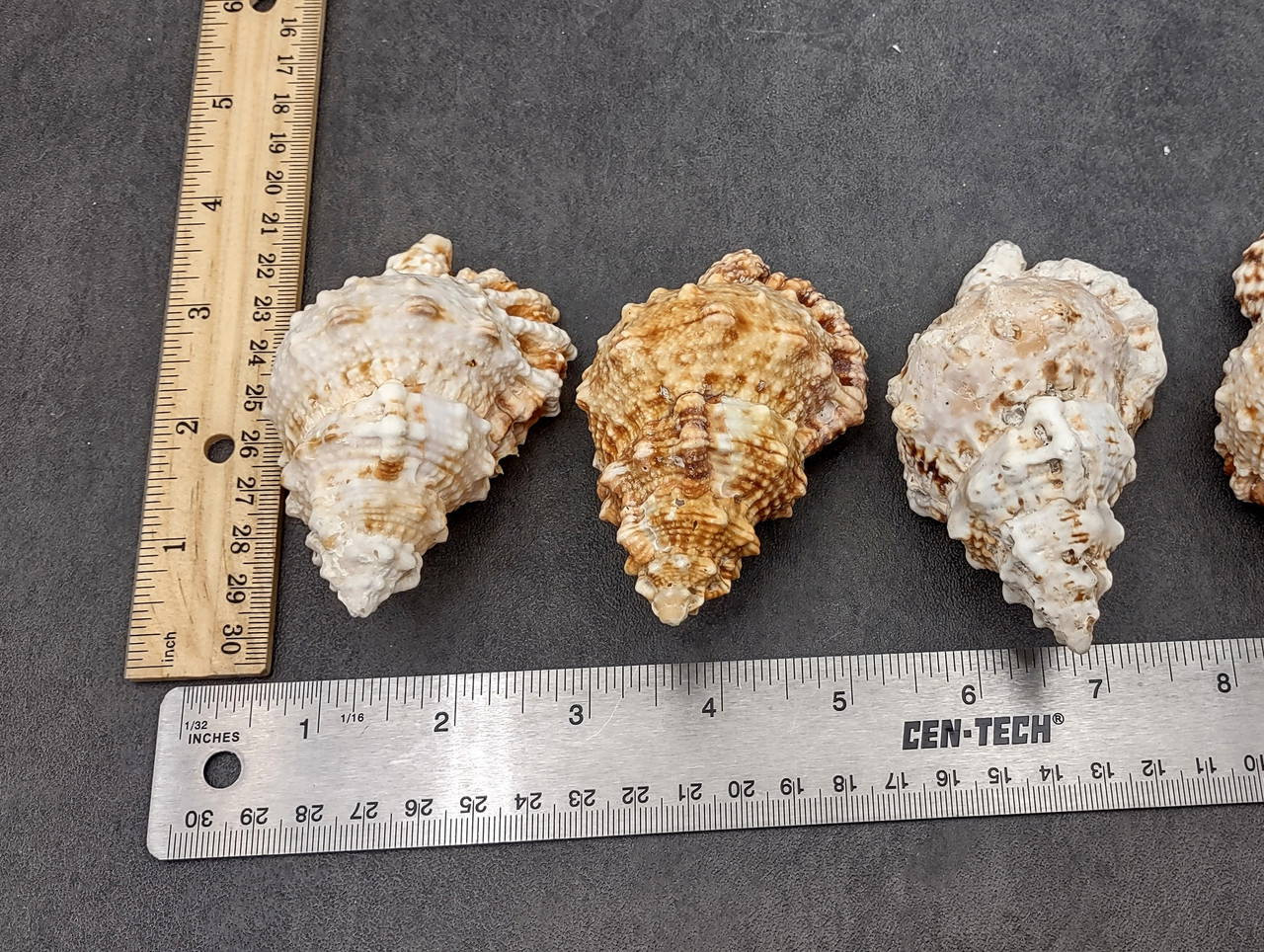 Frog Seashells Bursa Bubo (1 shell approx. 3.5+ inches) Swell shells ...