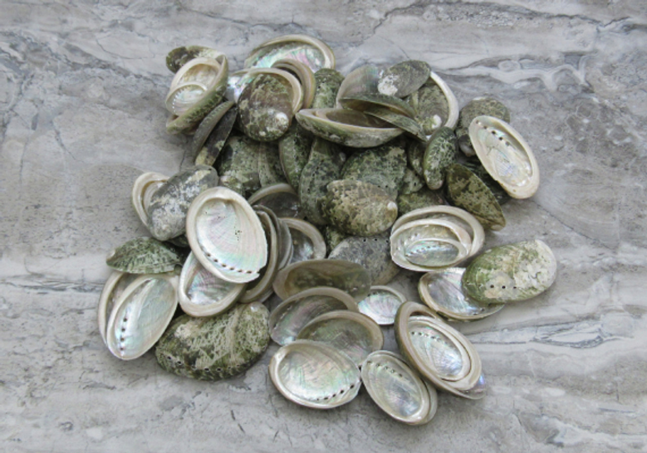 Mini Baby Abalone Green and Silver Seashells (.5 pound approx. 85+ shells  1+ inch) Small shells ideal for jewelry, art, crafts & collecting!