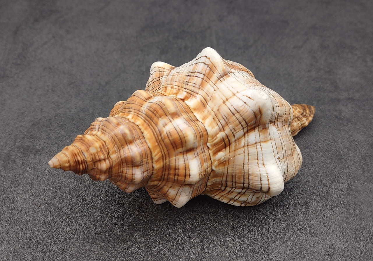 Sheller スコートsheller Large Fox Seashell Fasciolaria Trapezium (1 shell approx. 5+