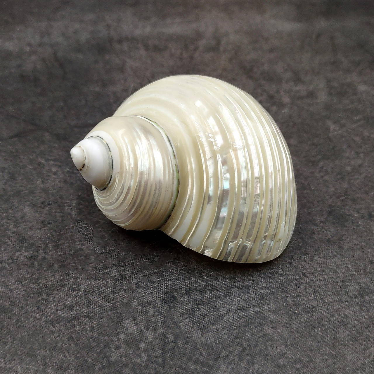 〈完売品〉heve Puff Shell tops / white ヘイブ Pearlized Jade Turbo Seashell Turbo Burgessi (1 shell approx. 2.25
