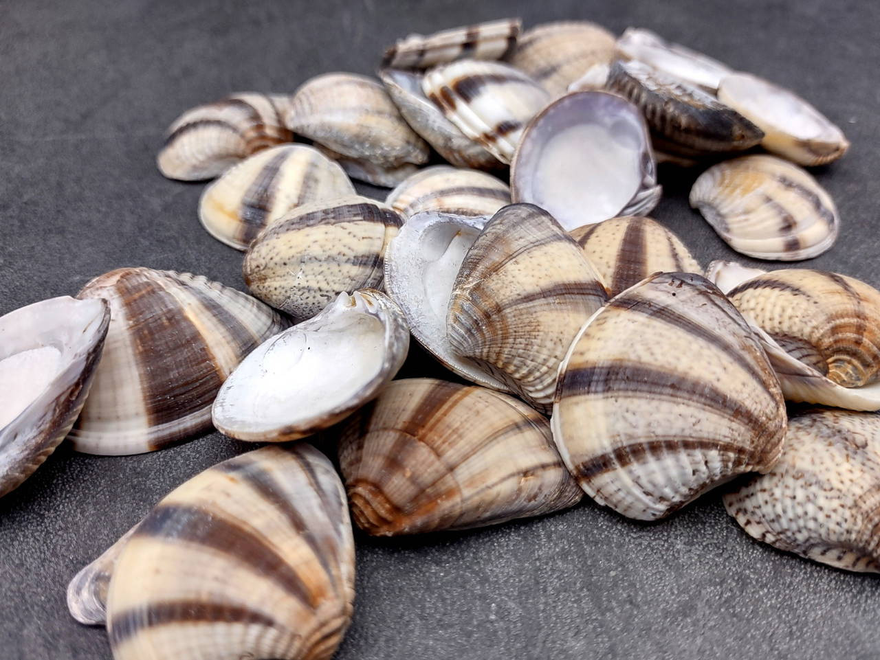 Mexican Sunset Striped Clam Seashells Black White Chione Undatella (15 ...