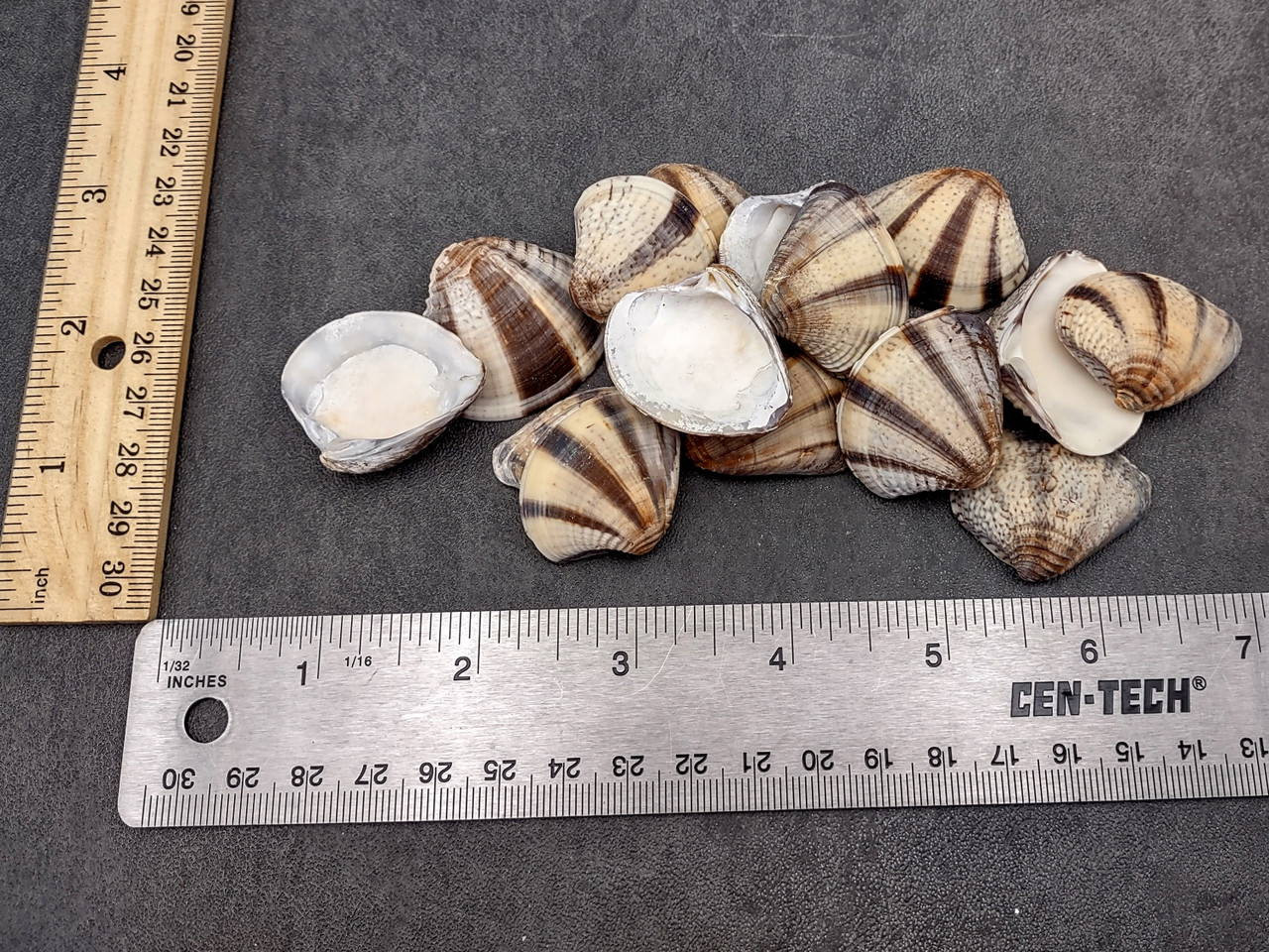 15 Inches Shell Mexican Sunset Striped Clam Seashells Black White Chione Undatella (15 ...