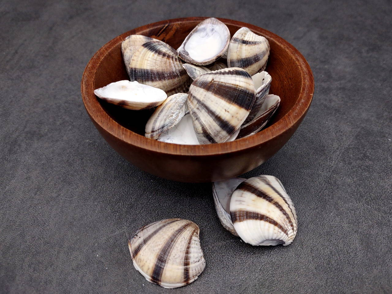 15 Inches Shell Mexican Sunset Striped Clam Seashells Black White Chione Undatella (15 ...