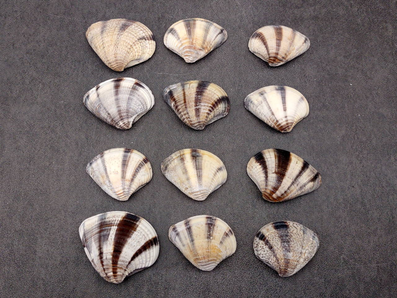 15 Inches Shell Mexican Sunset Striped Clam Seashells Black White Chione Undatella (15 ...