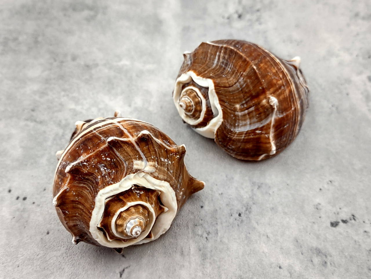 Cornial Shell King Crown Conch Seashells Brown Striped Melongena Corona (2 shells ...
