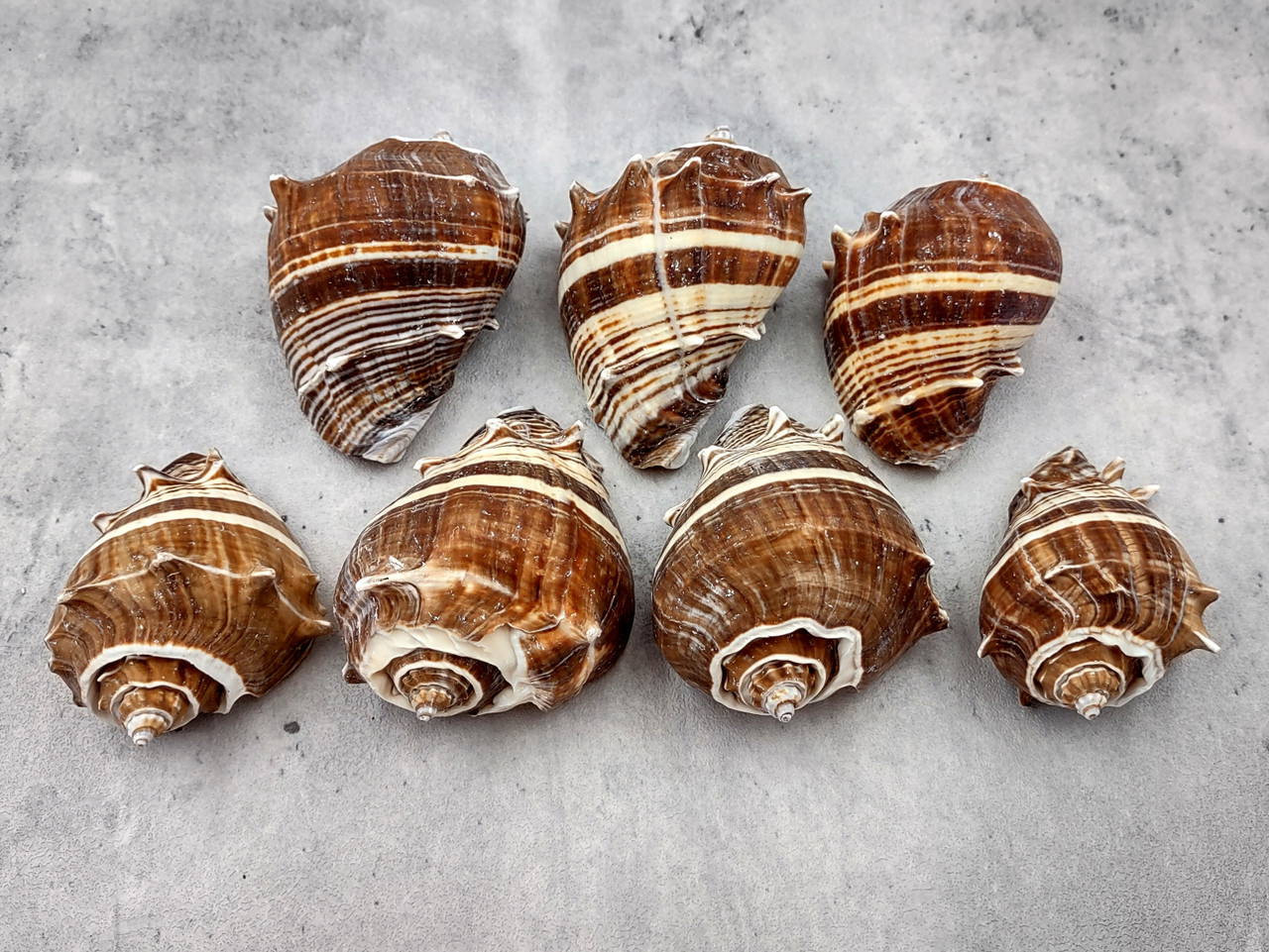 Cornial Shell King Crown Conch Seashells Brown Striped Melongena Corona (2 shells ...