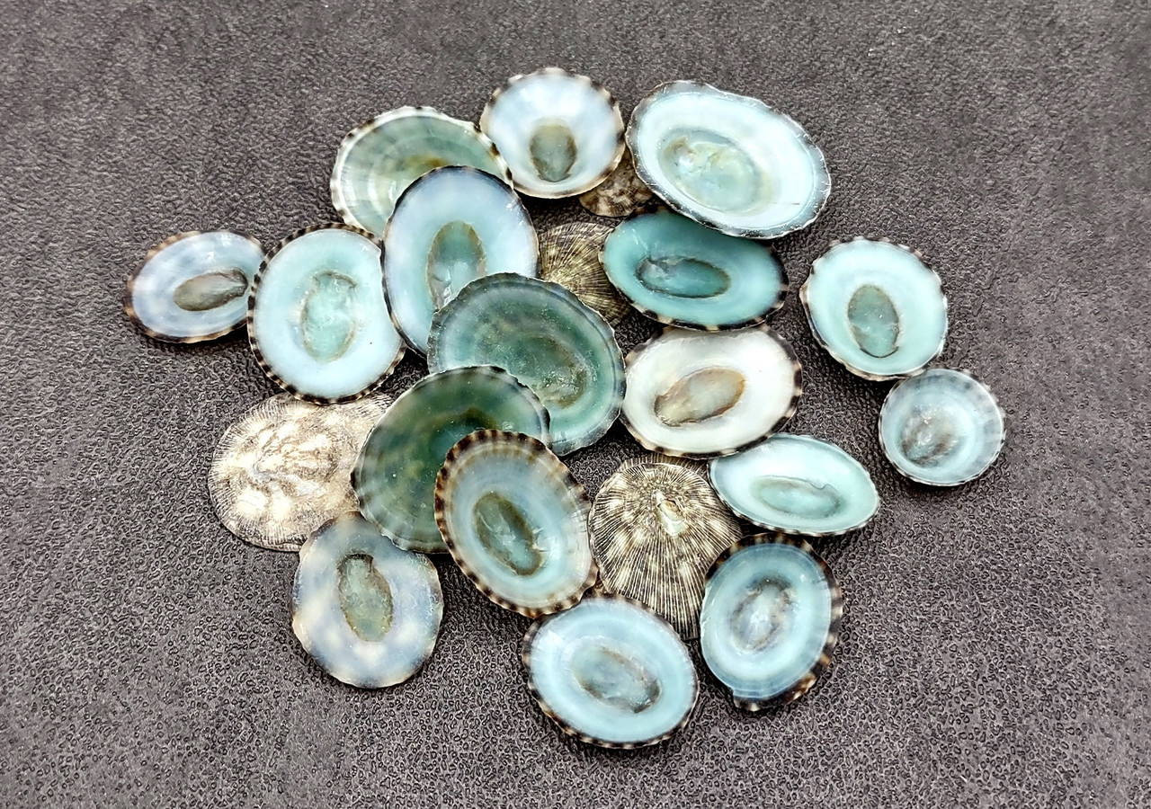 Green Limpet Seashells Sutorria Mesoleuca (approx. 0.125 cup +/-35