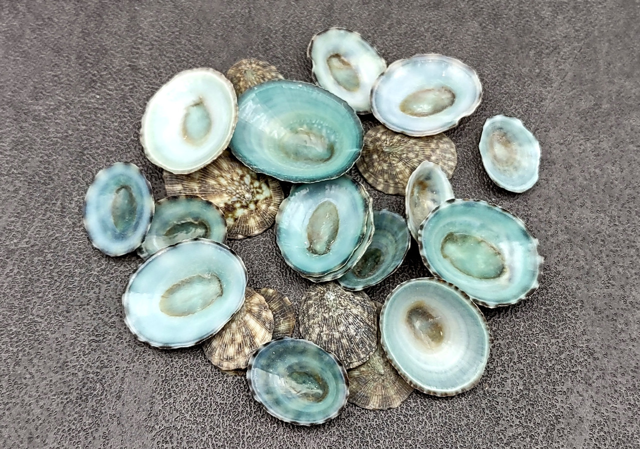 Green Limpet Seashells Sutorria Mesoleuca (approx. 35+ shells 0.5 ...