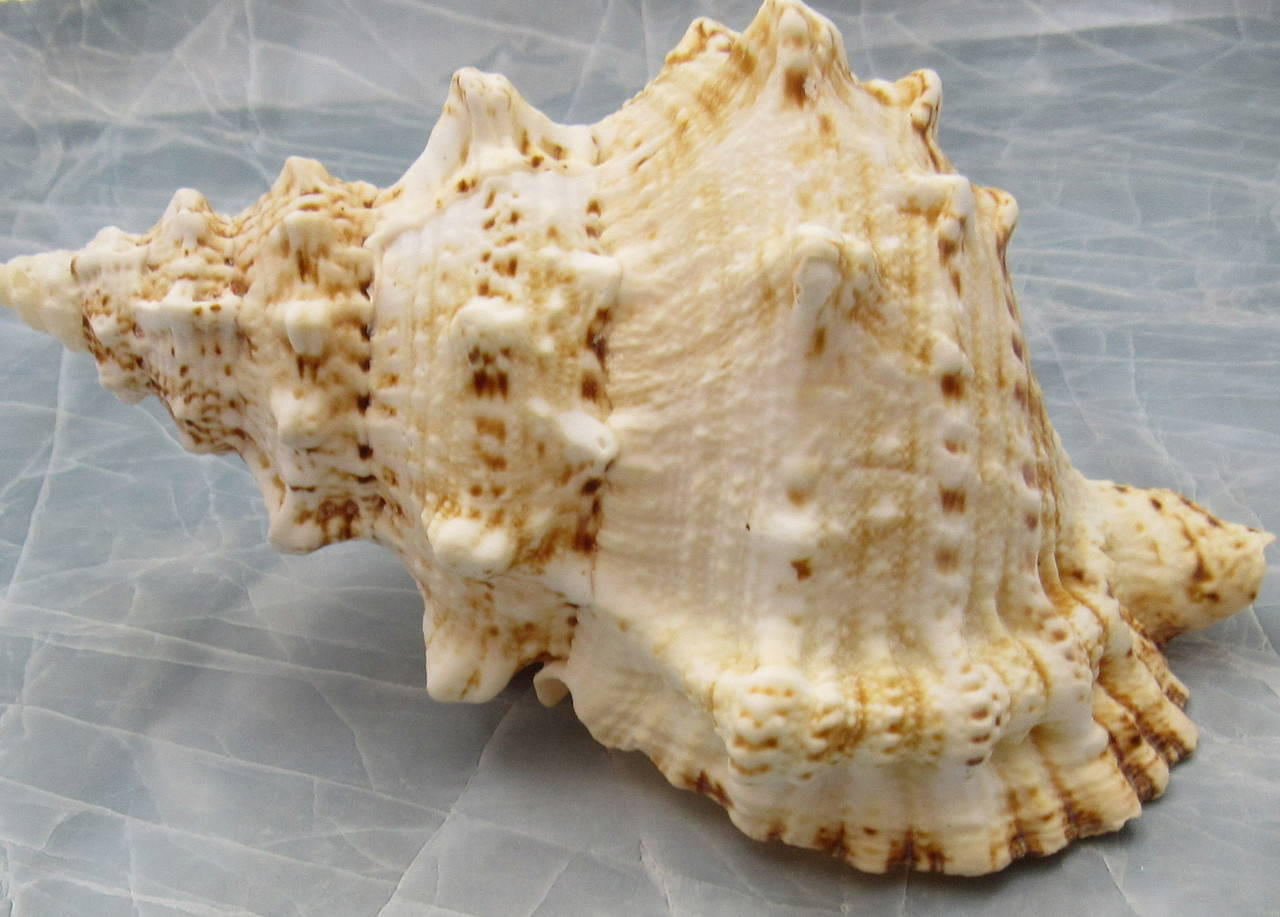 Giant Frog Seashells Brown Tan Orange Bursa Bubo (1 shell approx