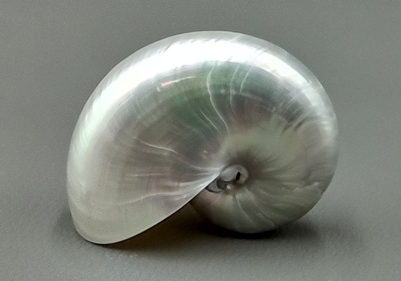 Beautiful Large Natural Pearly Nautilus Shell