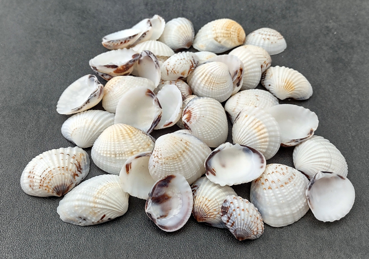 Speckled White Clam Shells - Clycymeris Pectunculus (approx. 1 cup 45+  shells .75-1.5 inches) Great for decor, art projects & crafting!