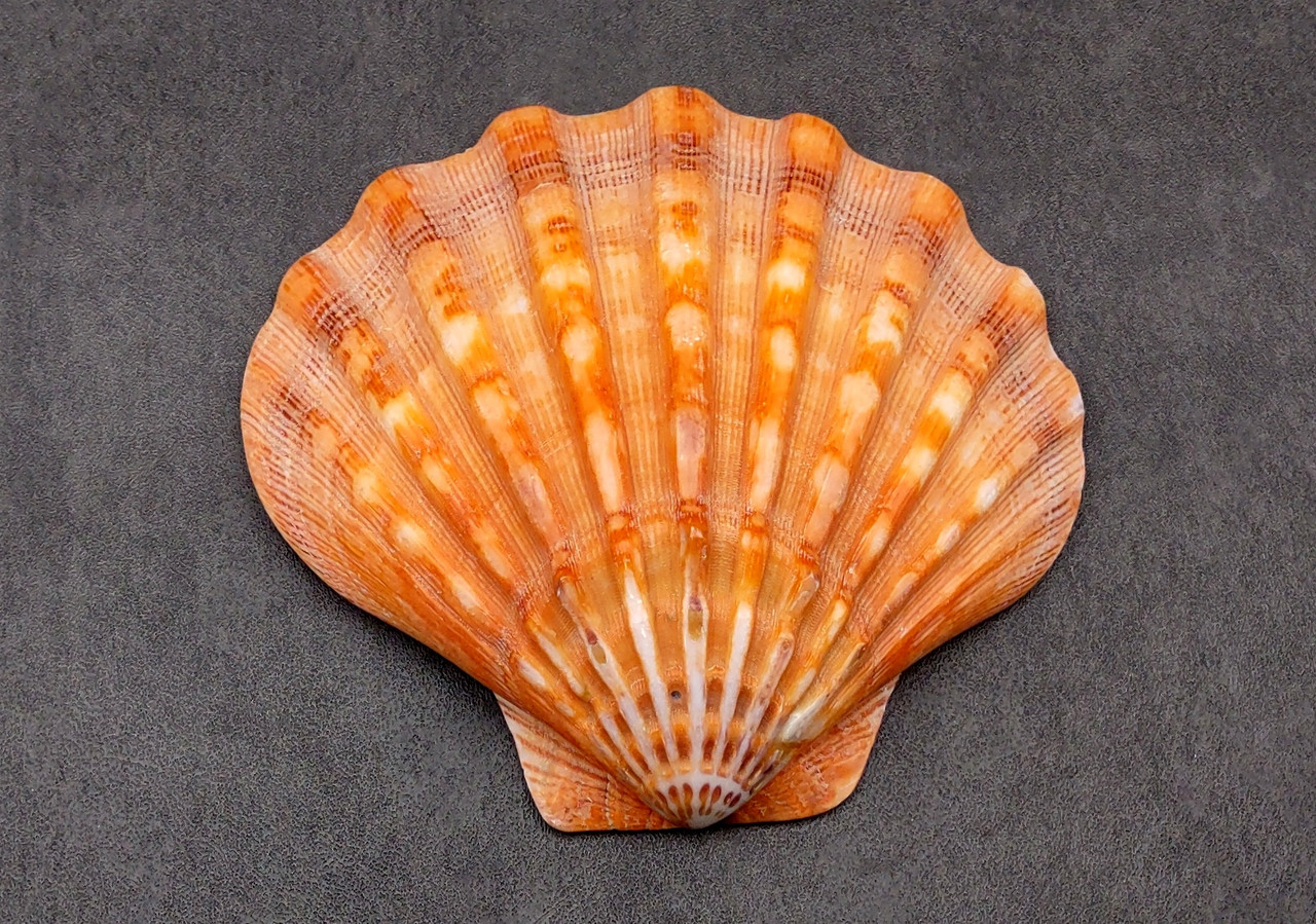 Polished Orange Lion's Paw Scallop Shell Pecten Subnodosus (1 shell approx.  5+ inches) Great for ocean decoration, art projects & crafting!