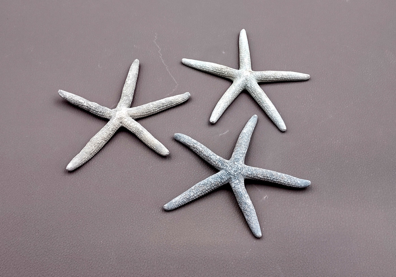 White Finger Starfish Linckia Laevigata (3 starfish approx. 3+ inches