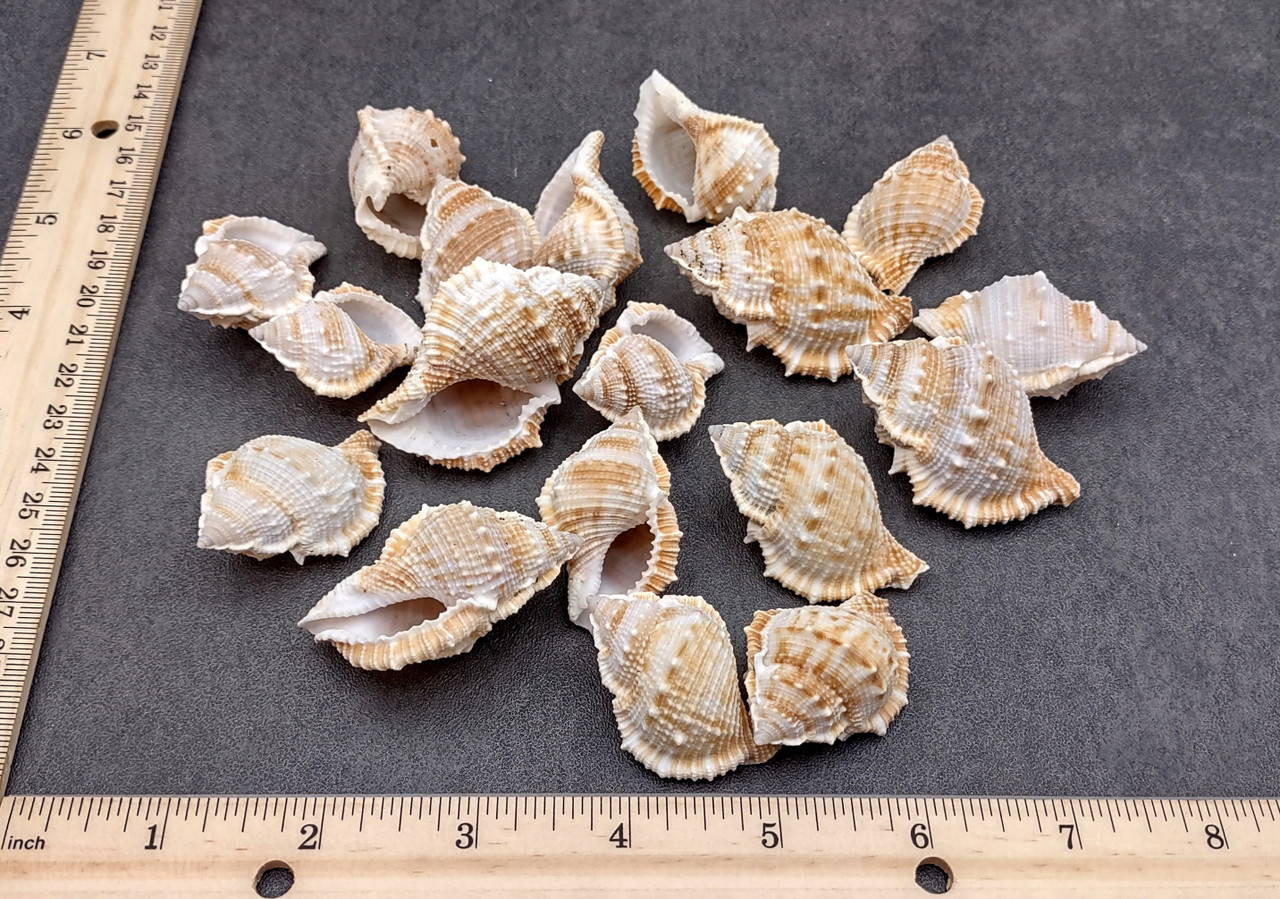 Tan Shells Medium Frog Seashells Creamy Tan Bursa Rana (8 shells approx. 1+ inches ...