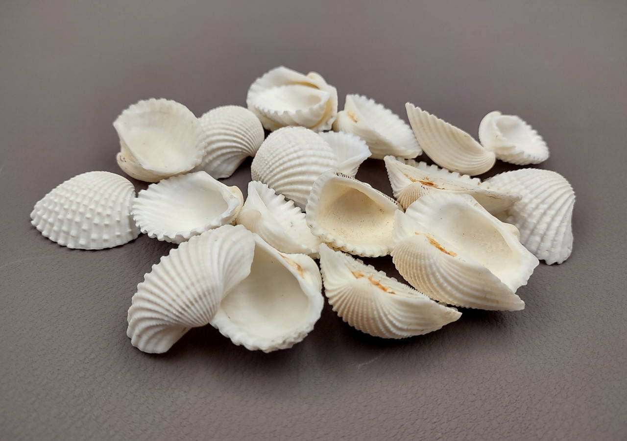 White Ark Clam Seashells Tegillarca Granosa (approx. 20+ shells 1 ...
