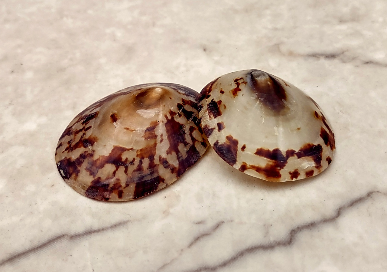 Oval Limpet Seashells Cellana Testudinaria (2 shells approx. 1.5+ inches)
