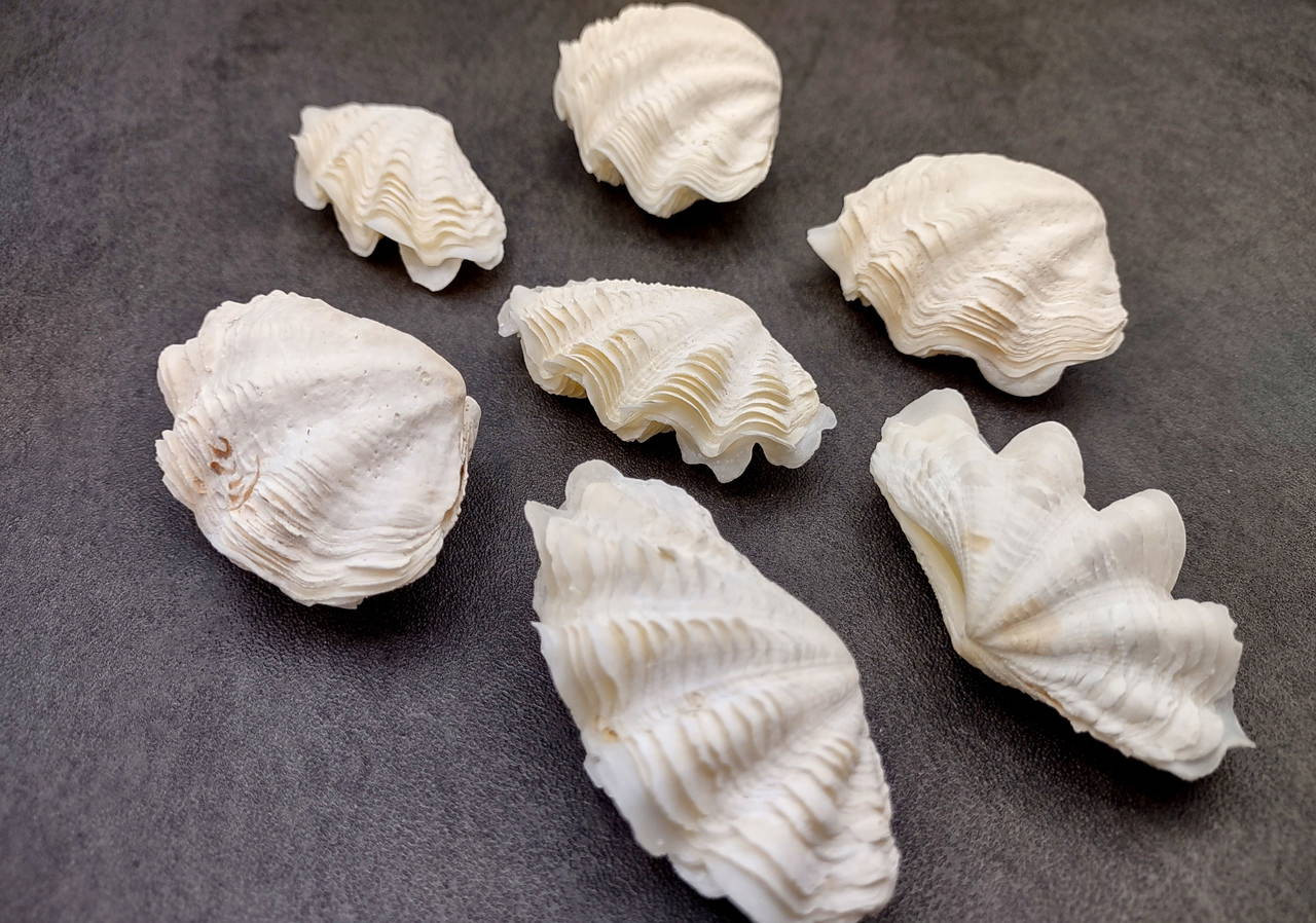 De Rasa Shells Small Derasa Clam Seashell White Tridacna Derasa (1 shell approx. 2 ...