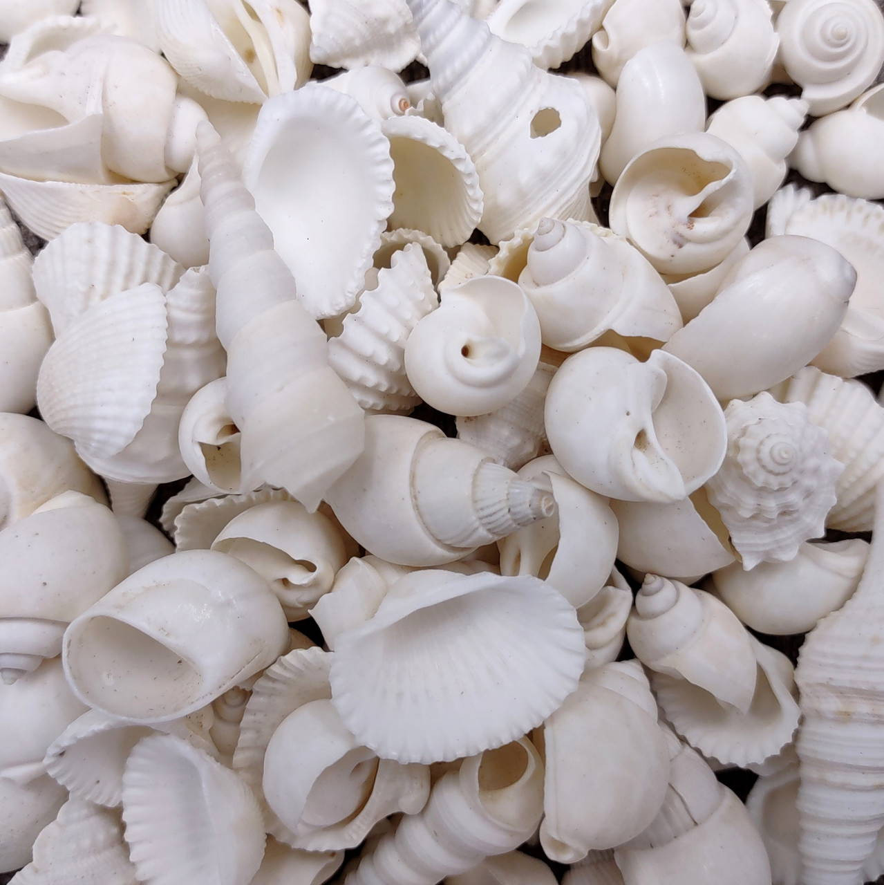 Small White Assorted Seashell Mix (approx. 1 cup +/-125 assorted