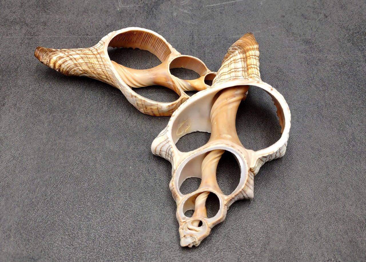 Center Cut Large Fox Seashells (2 shells approx. 4+ inches) B GRADE ...