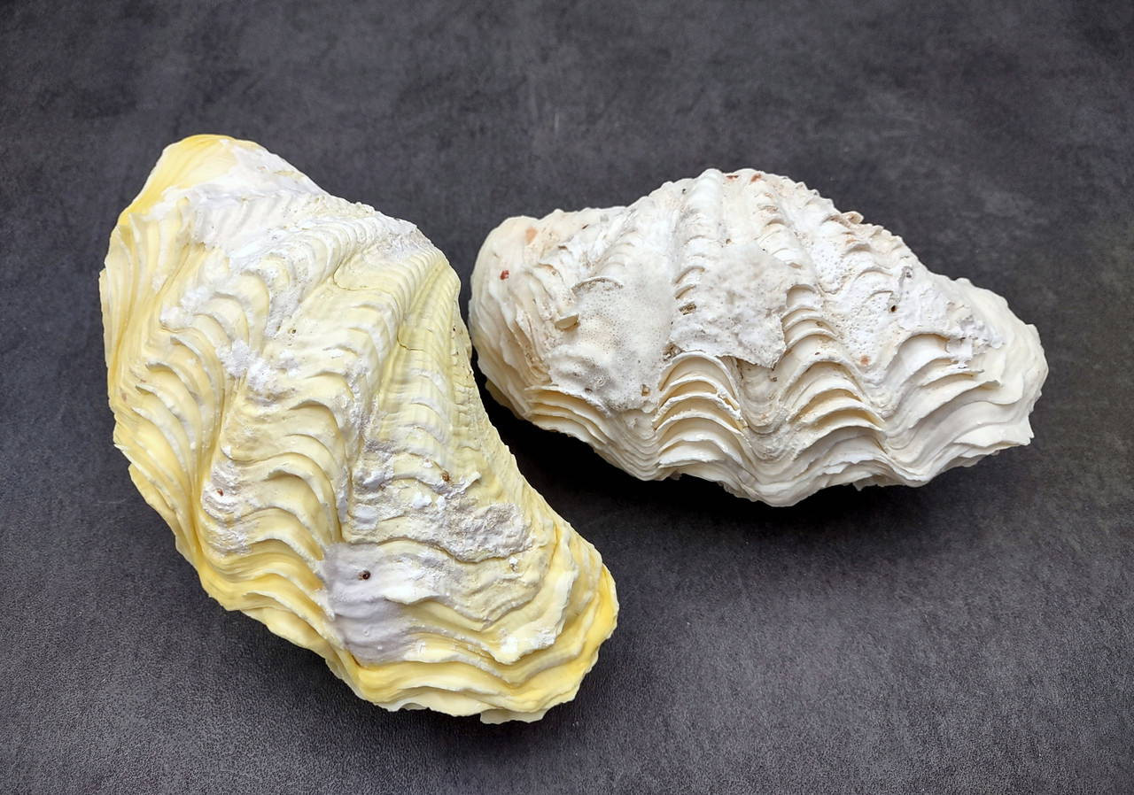 De Rasa Shells Derasa Clam Seashell Tridacna Derasa (1 shell approx. 6+ inches) Great ...