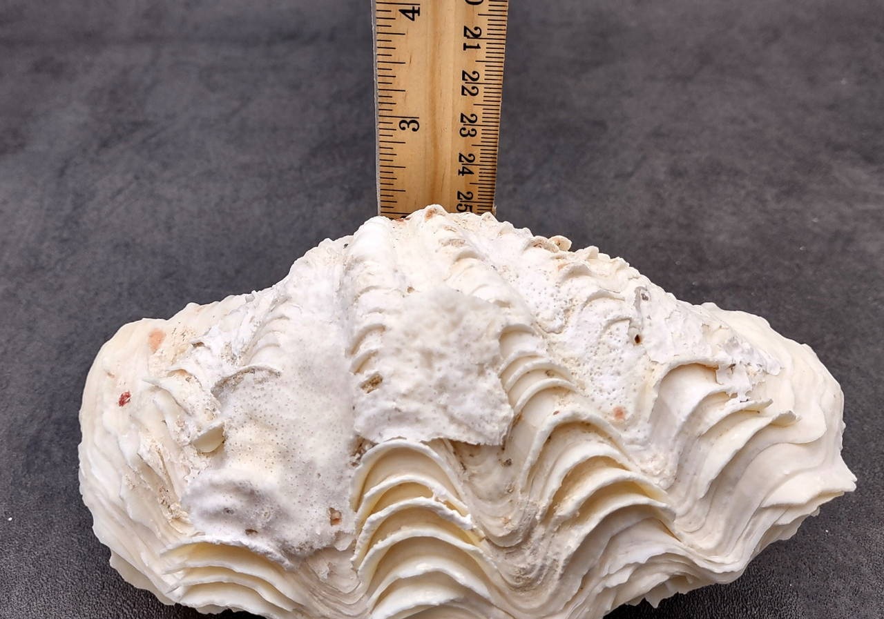 De Rasa Shells Derasa Clam Seashell Tridacna Derasa (1 shell approx. 6+ inches) Great ...